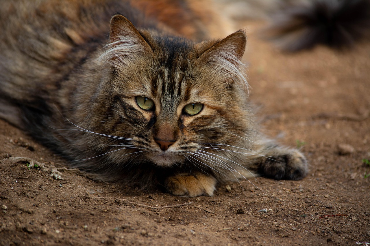 Dicas para Vender Produtos para Gatos e Aumentar suas Vendas
