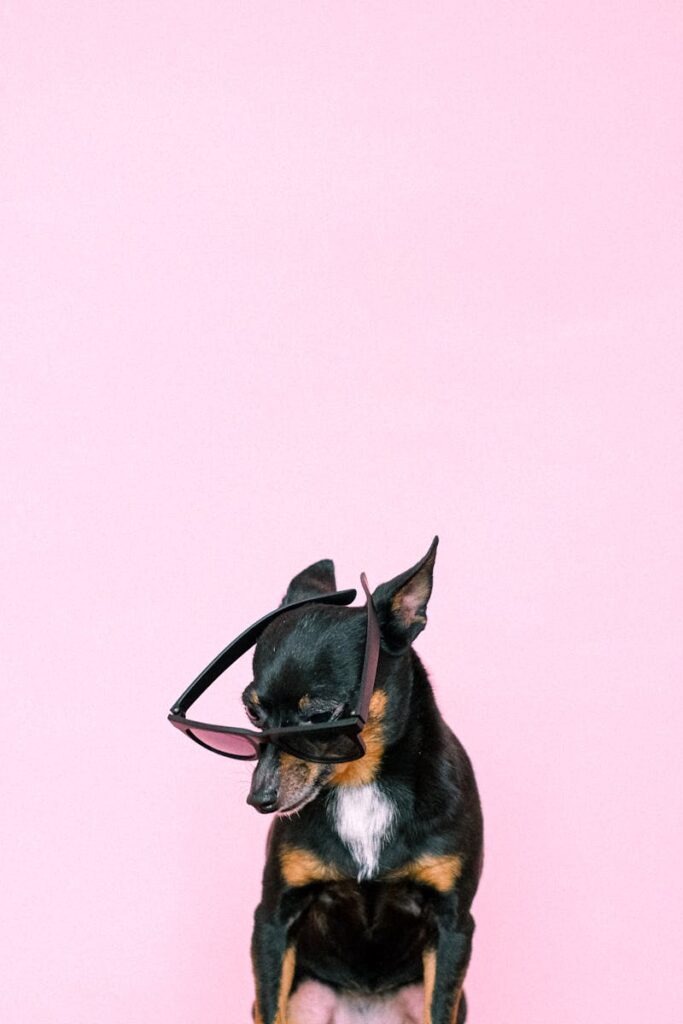 Adorable pinscher puppy wearing sunglasses against a pastel pink background. Perfect for pet fashion and lifestyle themes.